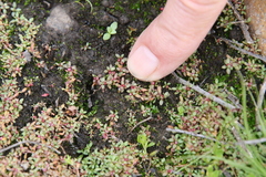 Elatine brachysperma