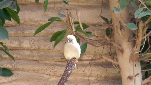 Indian Silverbill