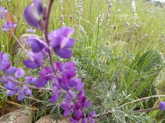 Lupinus excubitus