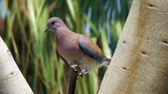 Streptopelia senegalensis