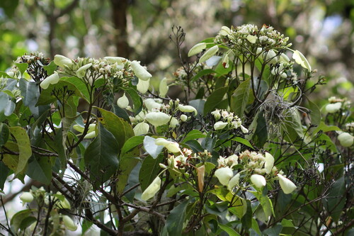 Calycophyllum candidissimum - Leaves