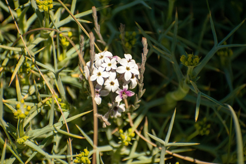 Arjona tuberosa (Arjona tuberosa)