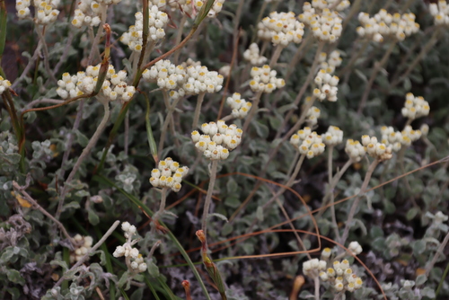 Image of Helichrysum pandurifolium by (c) Tony Rebelo, some rights reserved (CC BY-SA)
