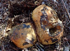 Pisolithus thermaeus
