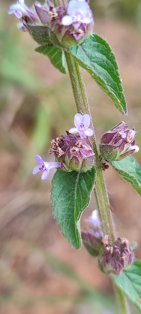 Oocephalus oppositiflorus