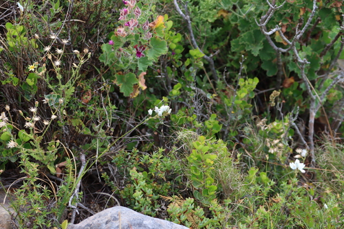 Image of Ixia polystachia by (c) Tony Rebelo, some rights reserved (CC BY-SA)