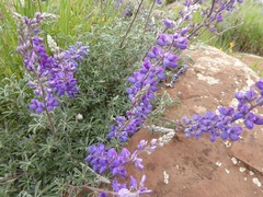 Lupinus excubitus