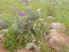 Lupinus excubitus