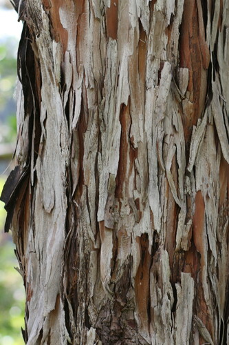Calycophyllum candidissimum - Whole tree