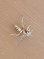 Polistes apachus apachus