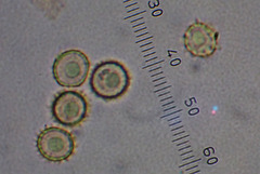 Pisolithus thermaeus