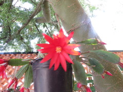 Rhipsalidopsis gaertneri