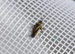 Plagiognathus moerens