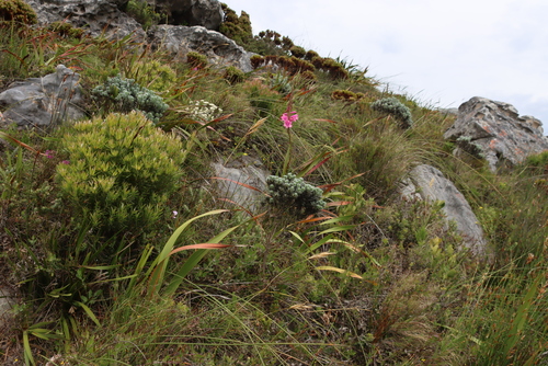 Image of Xiphotheca fruticosa by (c) Tony Rebelo, some rights reserved (CC BY-SA)