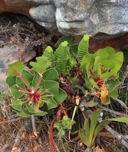 Crassula coccinea