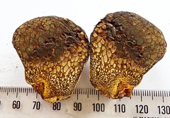 Pisolithus thermaeus