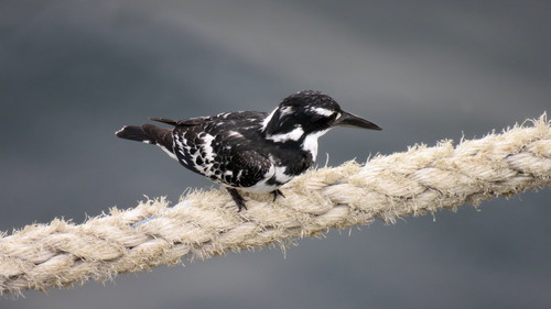 Pied Kingfisher