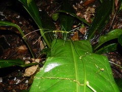 Ceroys perfoliatus