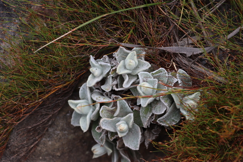 Image of Helichrysum grandiflorum by (c) Tony Rebelo, some rights reserved (CC BY-SA)
