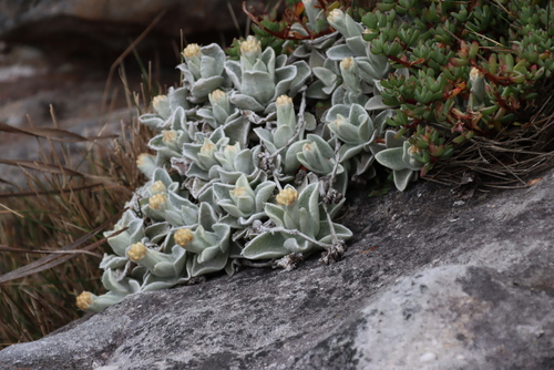 Image of Helichrysum grandiflorum by (c) Tony Rebelo, some rights reserved (CC BY-SA)