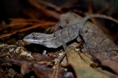 Ornate Anole photo 2