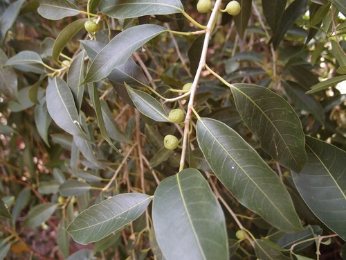 Ficus pertusa (Ficus pertusa)