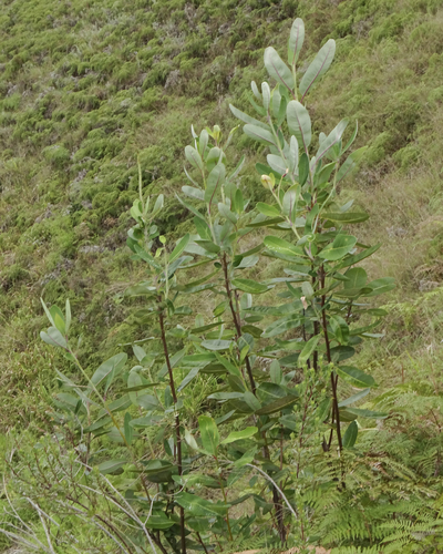 Image of Oreocallis grandiflora by (c) biped_cub, some rights reserved (CC BY)