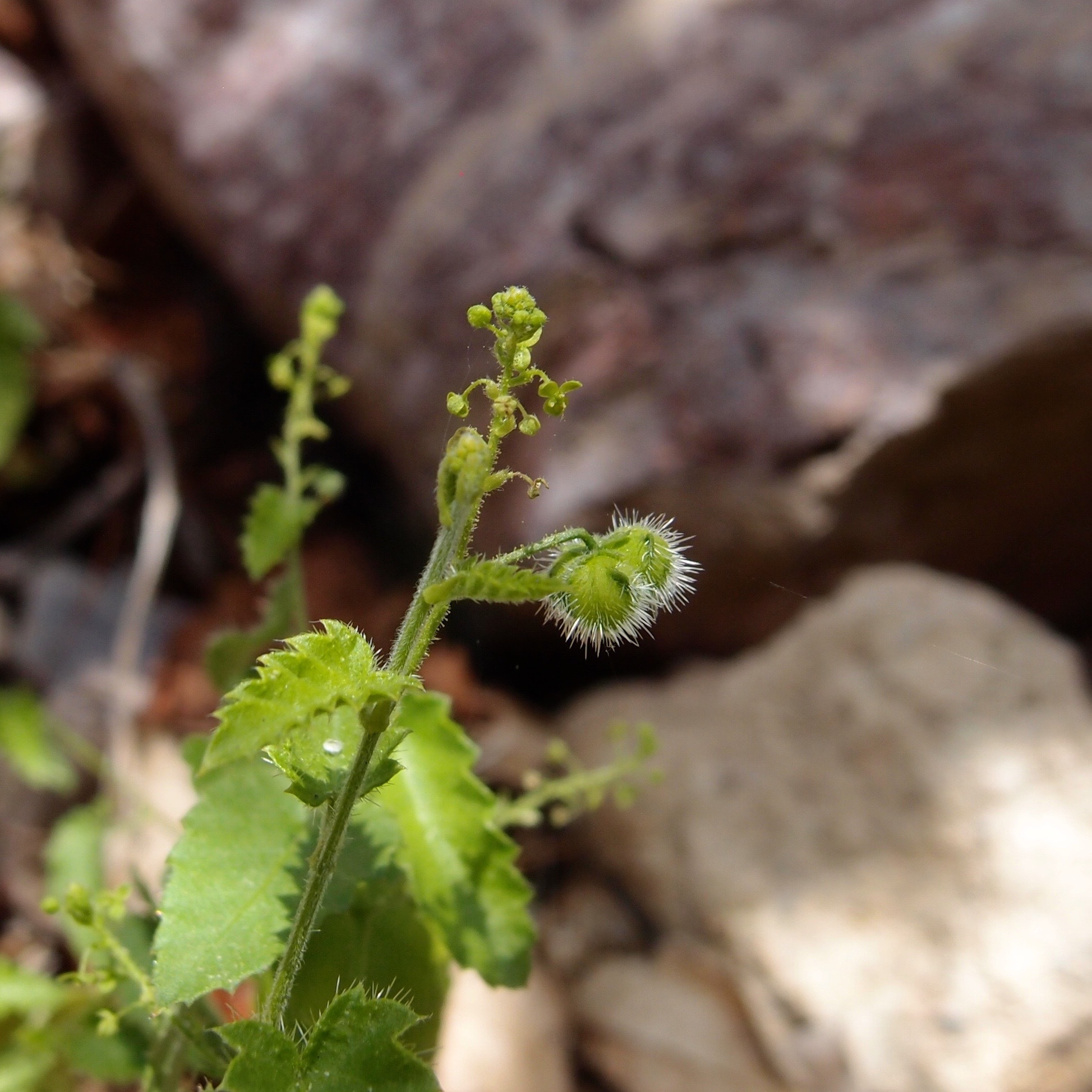 Tragia jonesii
