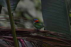 Tangara cyanocephala