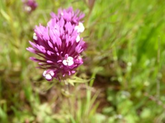 Castilleja densiflora gracilis