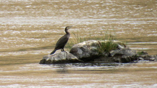 Great Cormorant