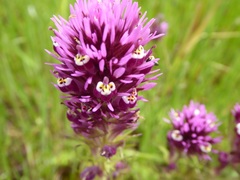 Castilleja densiflora gracilis