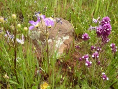 Castilleja densiflora gracilis