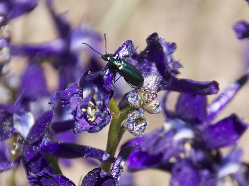 iNaturalist observation photo of Blister Beetles