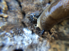 Milacidae