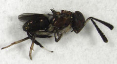 Encyrtus aurantii