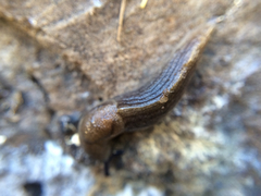 Milacidae