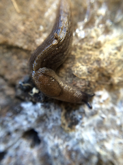 Milacidae