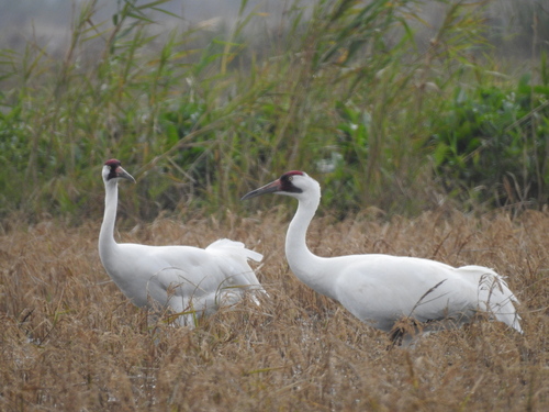 Whooping Crane photographed in Louisiana