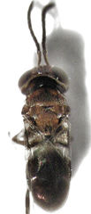 Encyrtus aurantii
