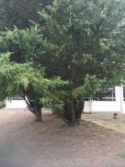 Cupressaceae