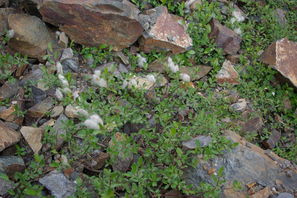 Salix kazbekensis