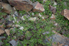 Salix kazbekensis