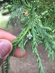 Cupressaceae