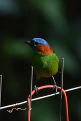 Tangara cyanocephala