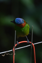 Tangara cyanocephala