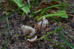 Helvella
