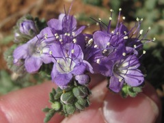 Phacelia popei