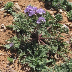 Phacelia popei