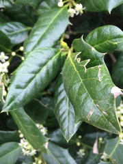 Ilex